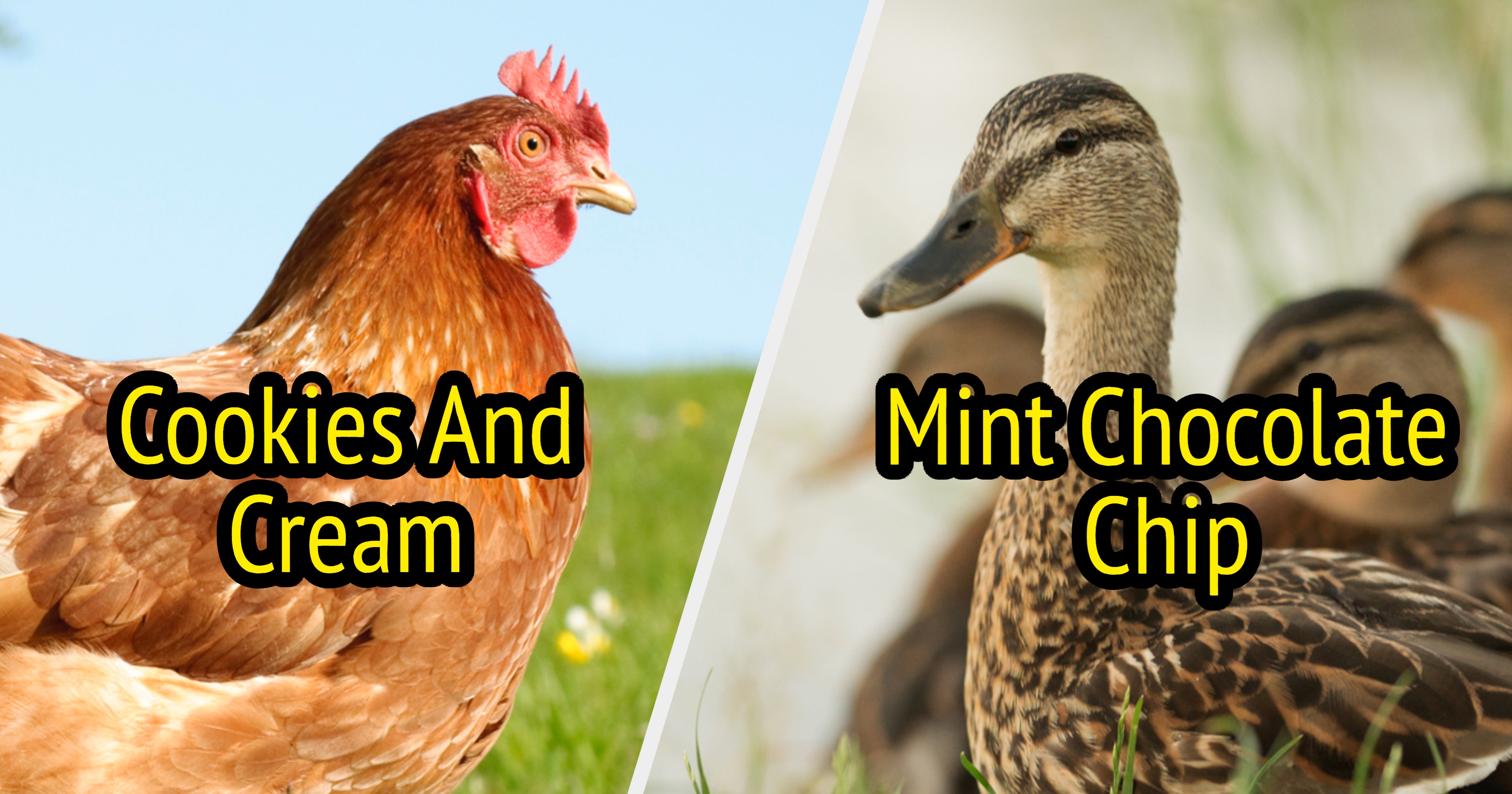 Duck Or Chicken Ice Cream Quiz