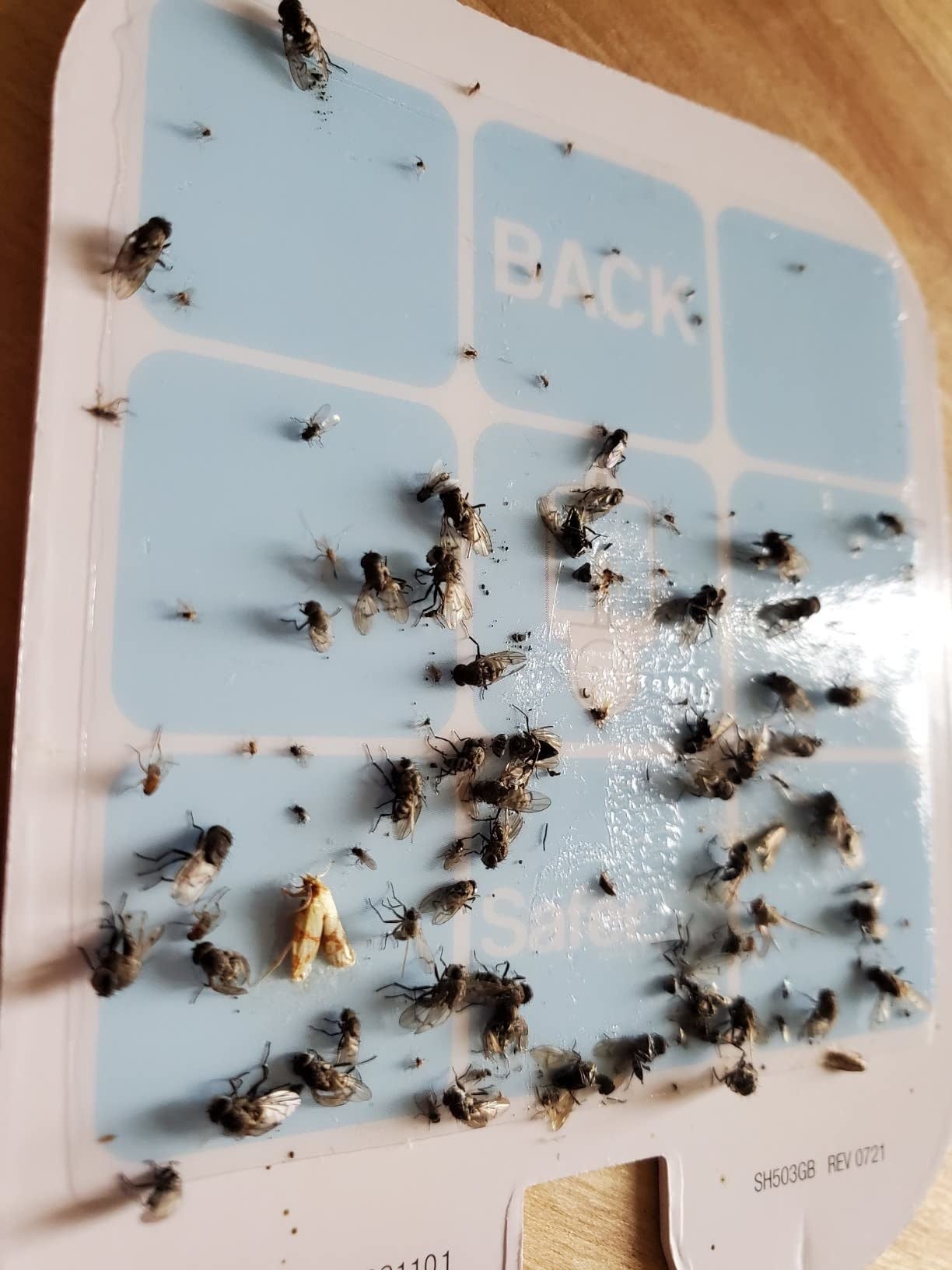 Reviewer photograph  pf the assorted  insects that the trap catches