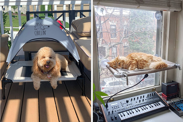an outdoor dog canopy and a cat laying in a cat hammock