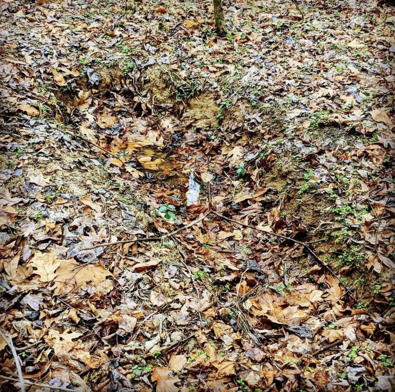 body sized dent in the ground in a backyard