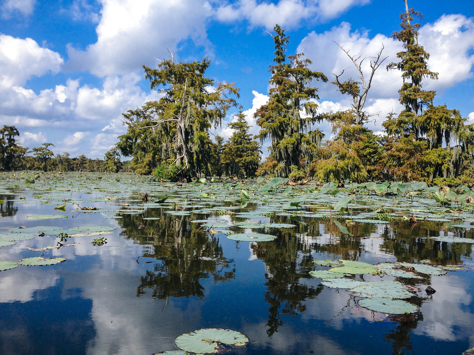 Louisiana swamp with cypress trees and water lilies.