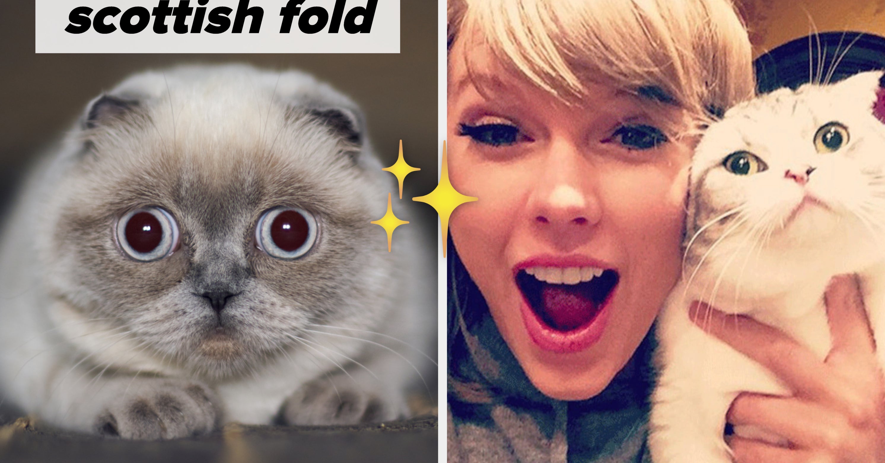 If You Were A Cat, What Kind Would You Be?