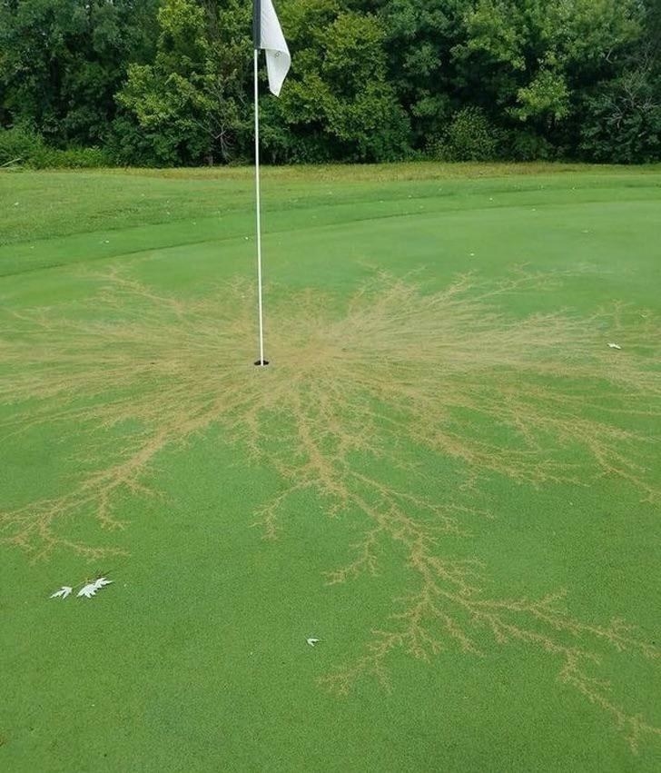 Dead grass extending from a golf hole after lightning struck it
