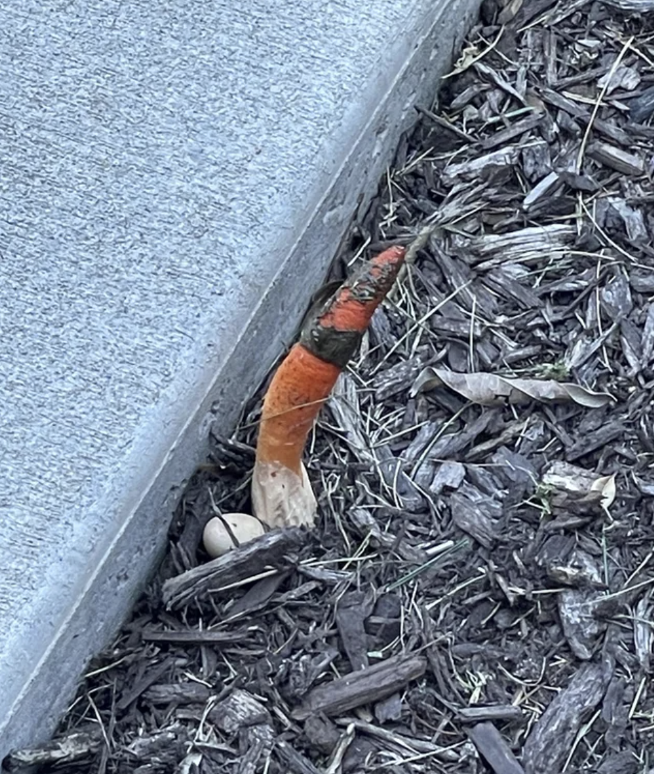weird orange tentacle growing out of the ground