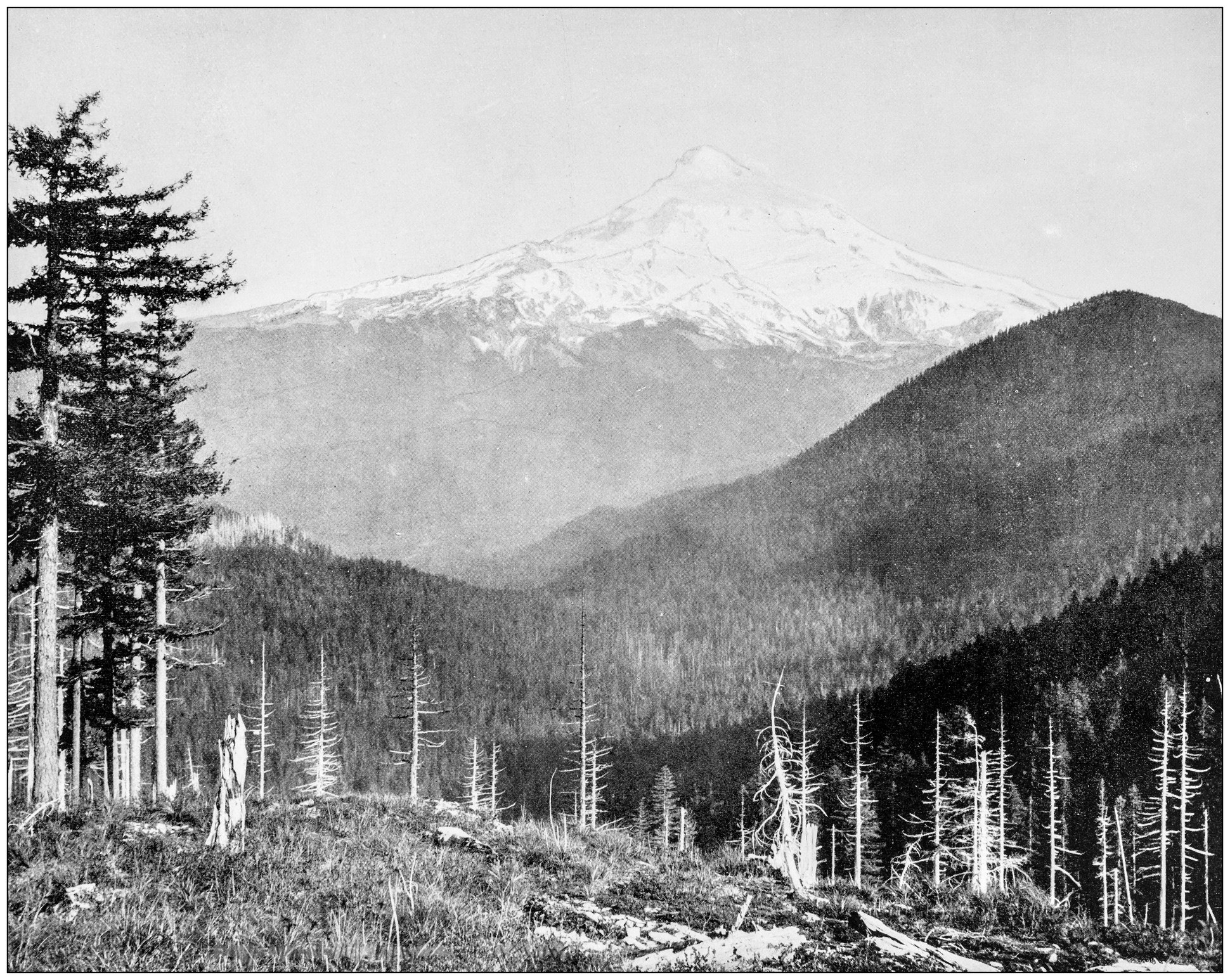blakc黑白照片,光秃秃的树木和山的背景
