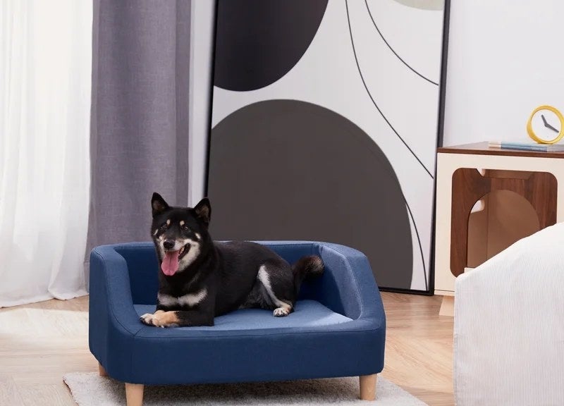 a dog on the bed in navy in a home