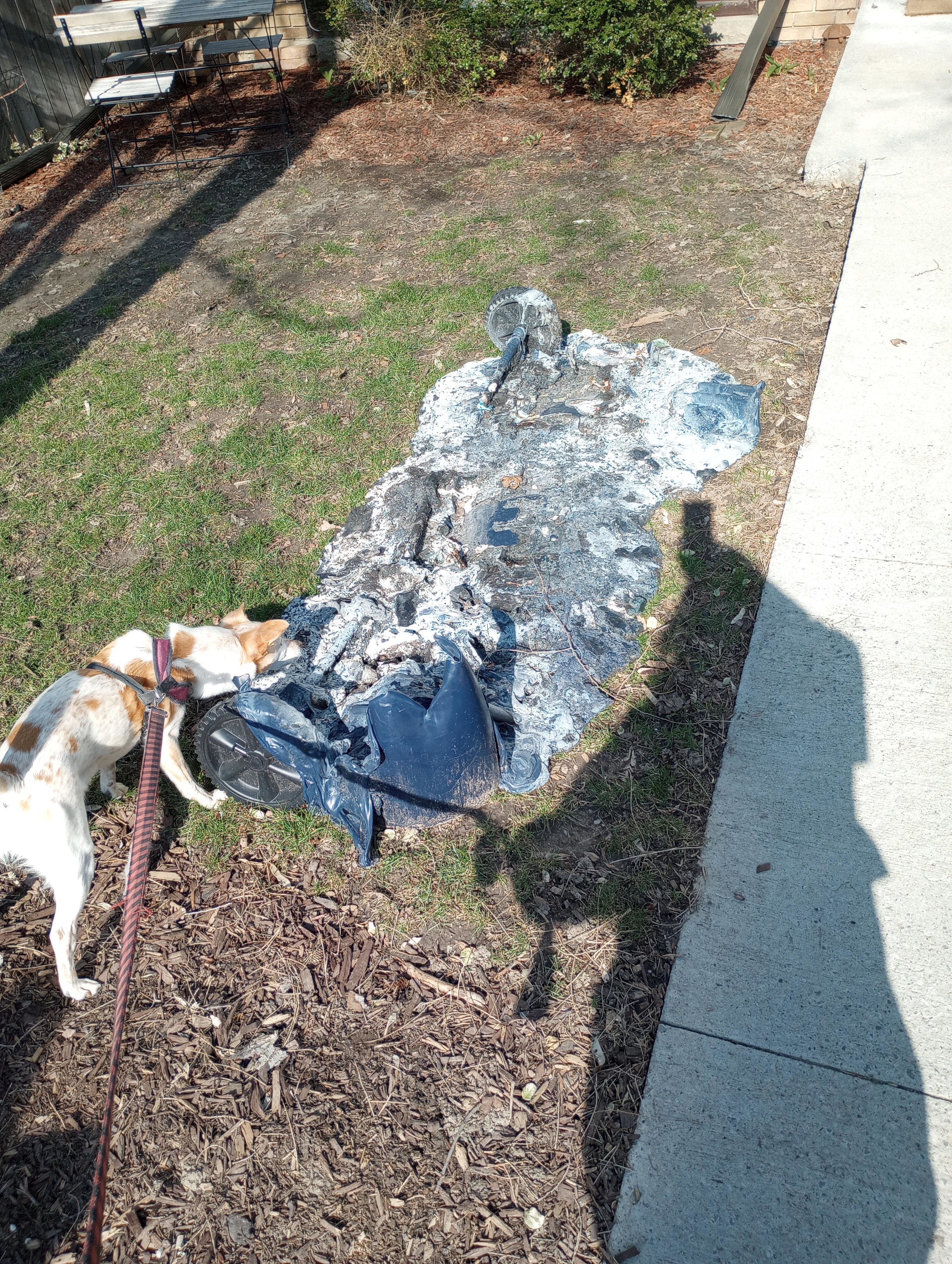 A dog sniffing a melted recycling bin