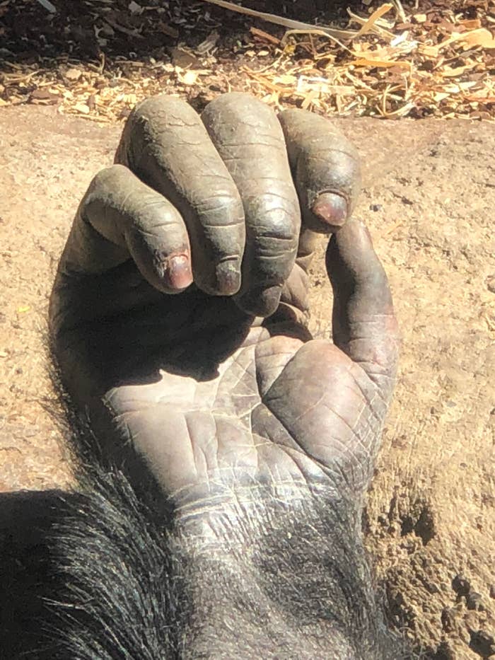 A chimp hand