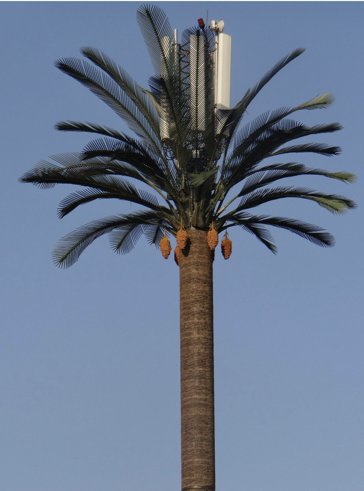 You can see the very top of the utility pole, but the rest of it is covered by a palm tree
