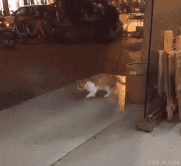 a cat walks in place