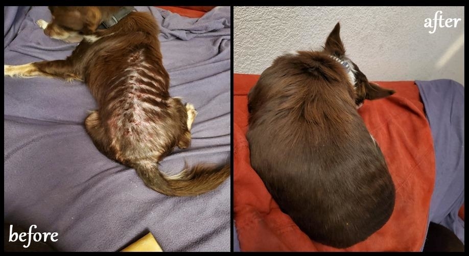 before/after of a reviewer&#x27;s dog who was losing hair and weight from fleas, with the after photo showing the dog fully recovered with hair growth and weight gained