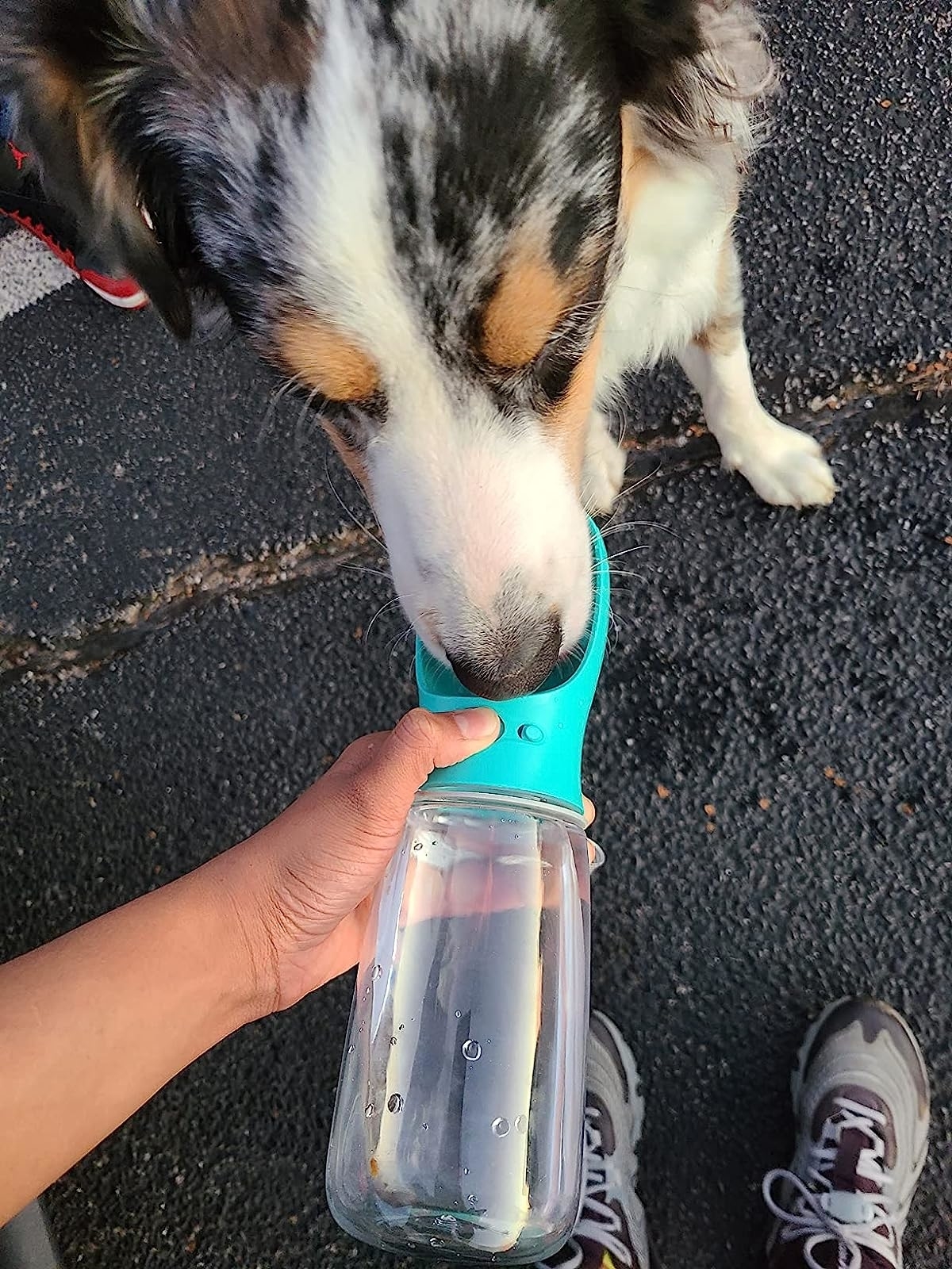 dog drinking out of the water bottle with a small bowl on the end of it