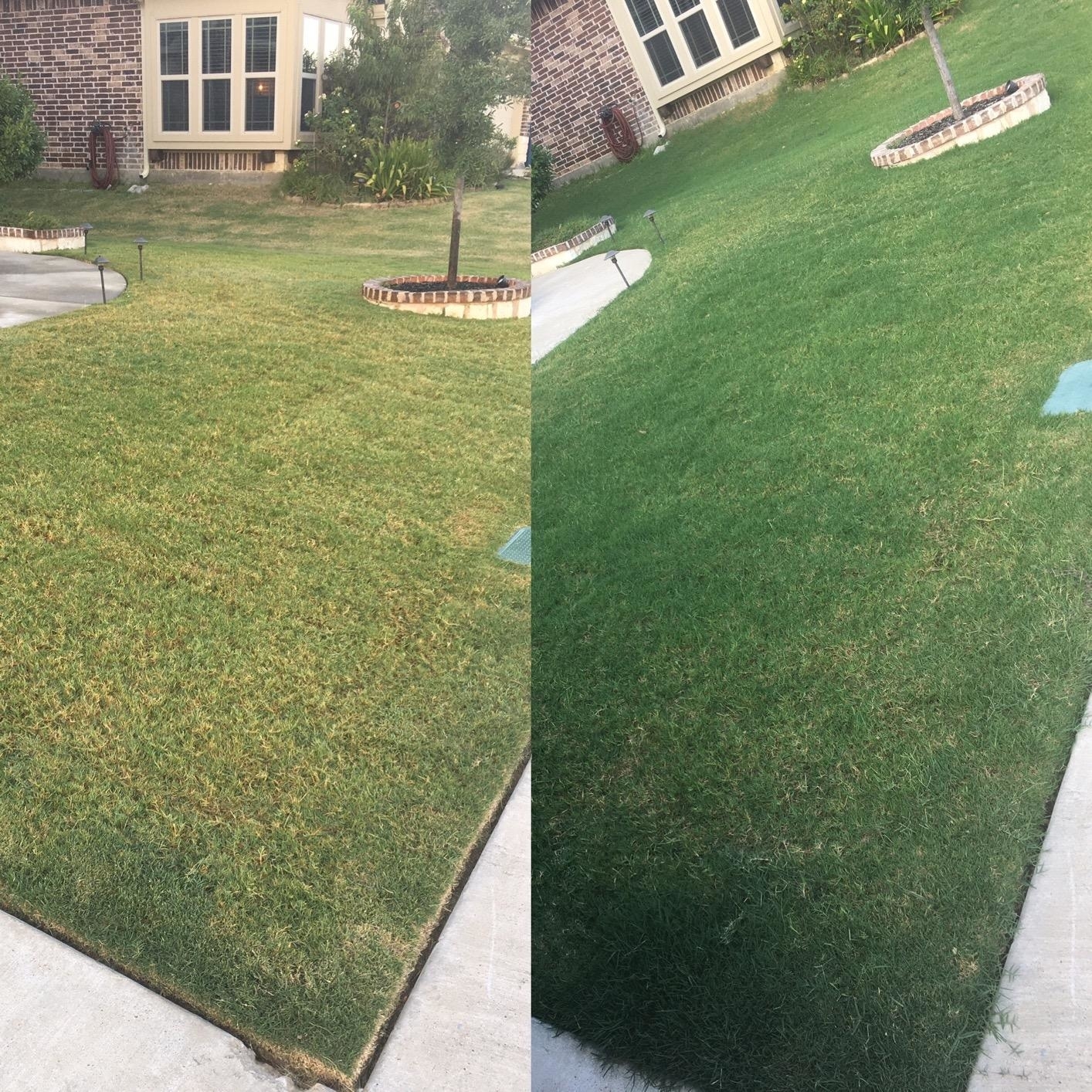 reviewer&#x27;s dry, yellow lawn before using the fertilizer next to an image of the same lawn looking think and green after using the fertilizer