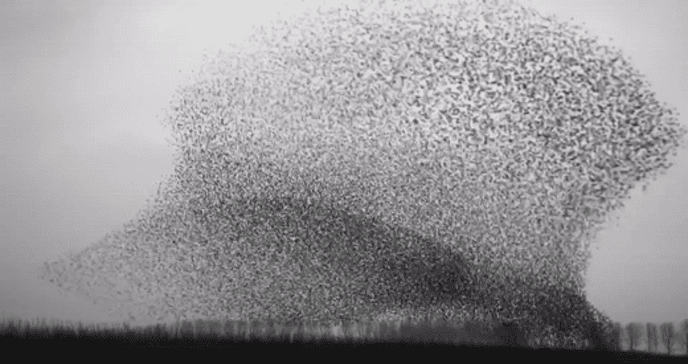 a flock of birds move in unison