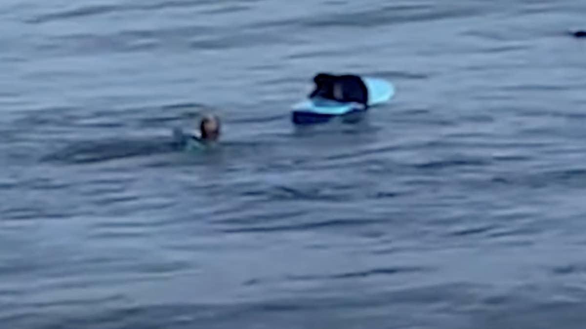 The U.S. Fish and Wildlife Service recently issued a warning about the sea otter, who has stolen surfboards from surfers so she can ride them.