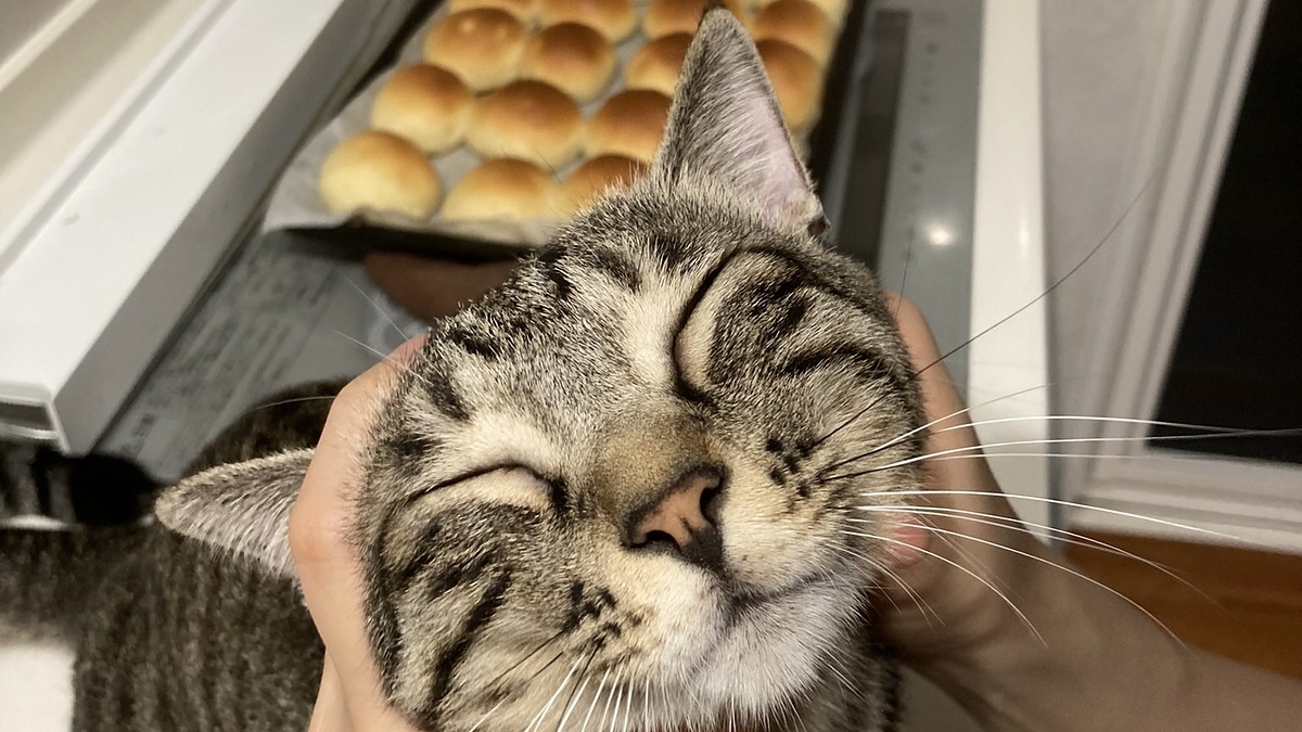 パンが焼き上がったので次は猫をこねてます」あまりにも幸せそうな猫ちゃんと飼い主の日常に14万いいね。こっちの表情もとろける～！