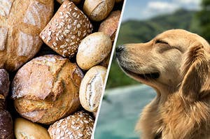 different kinds of bread beside golden retriever dog