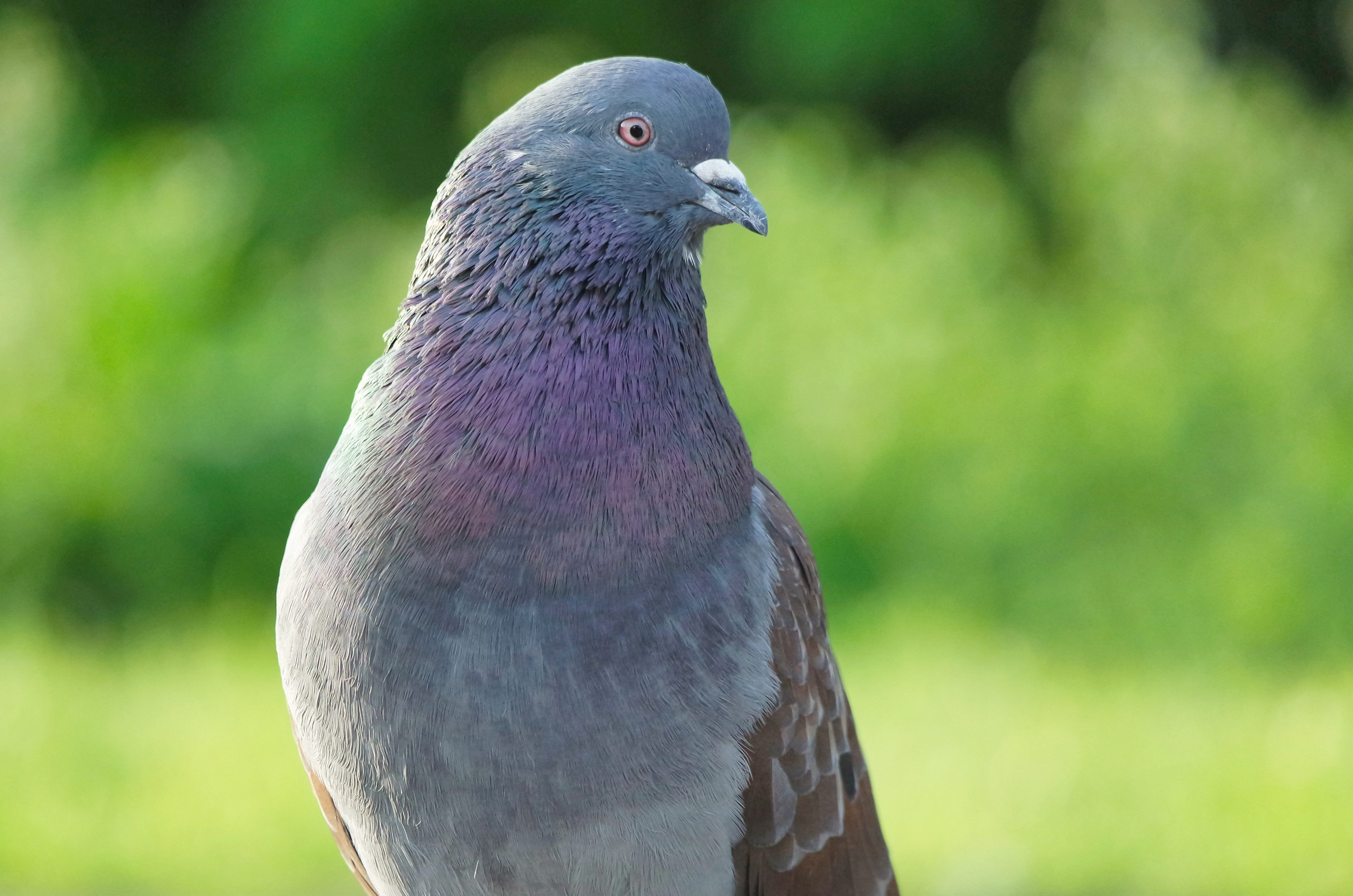 A pigeon outdoors, with its head turned to the right
