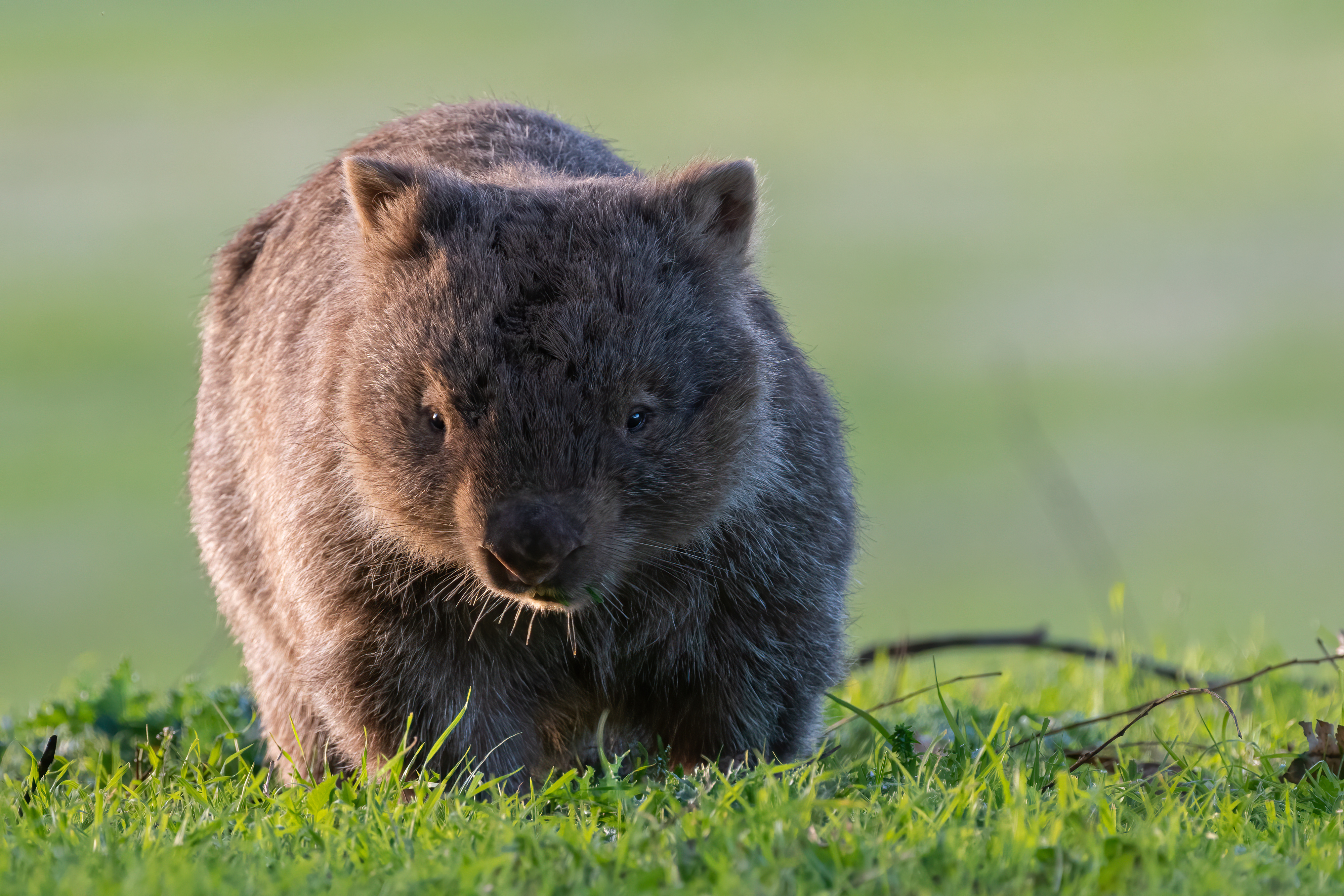 A wombat on grass