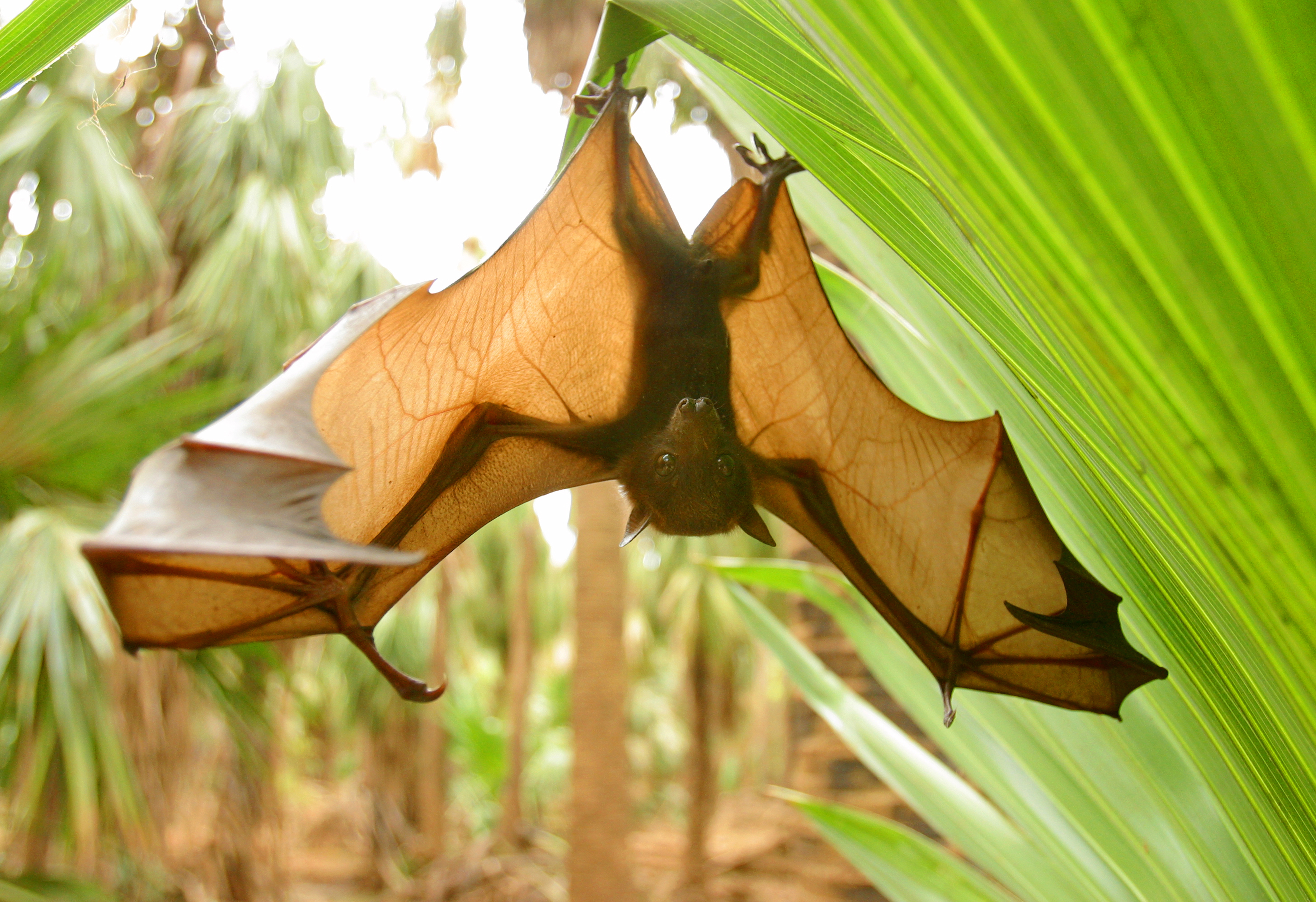 A bat hanging upside down off a green plant outdoors