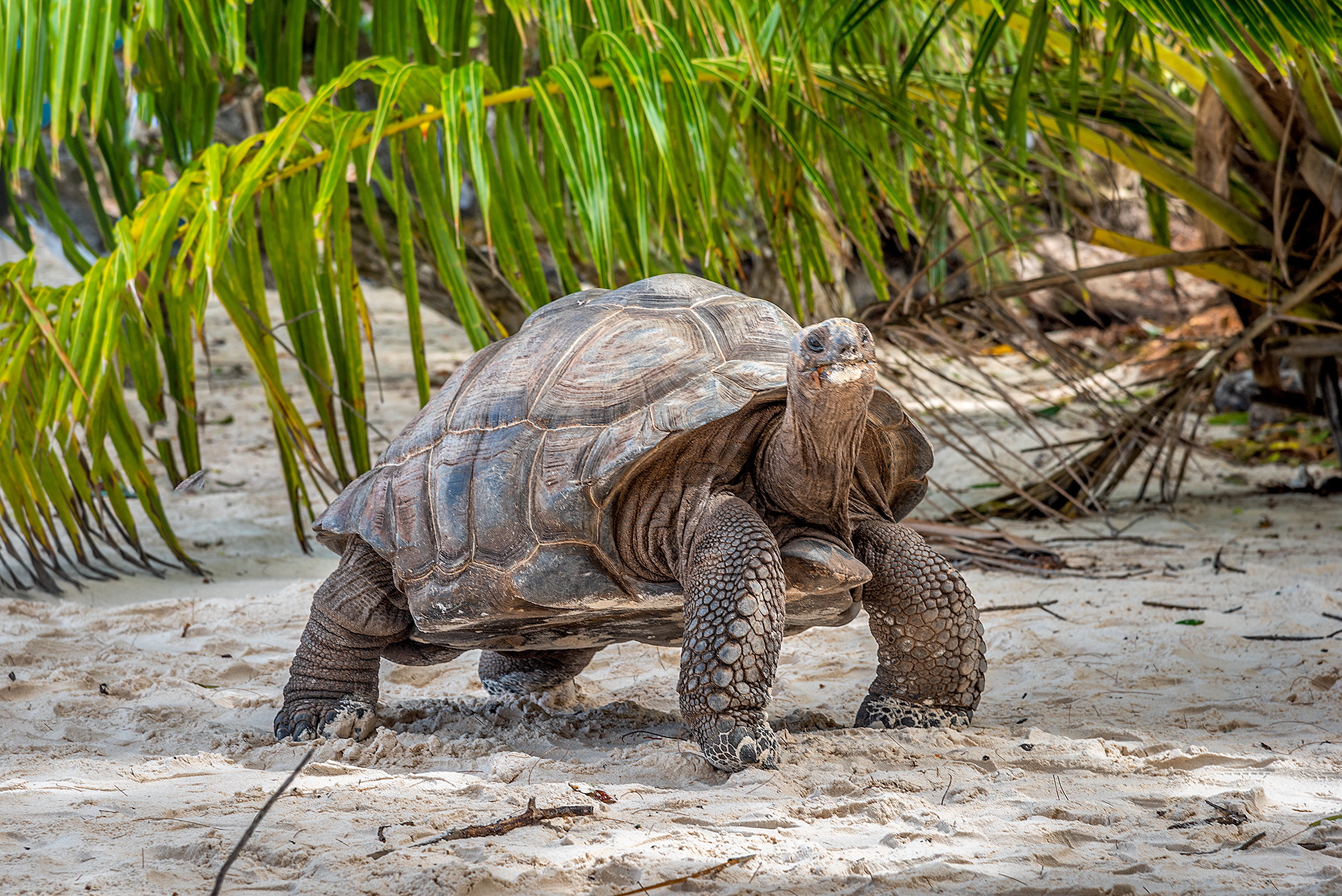 A tortoise on a beach