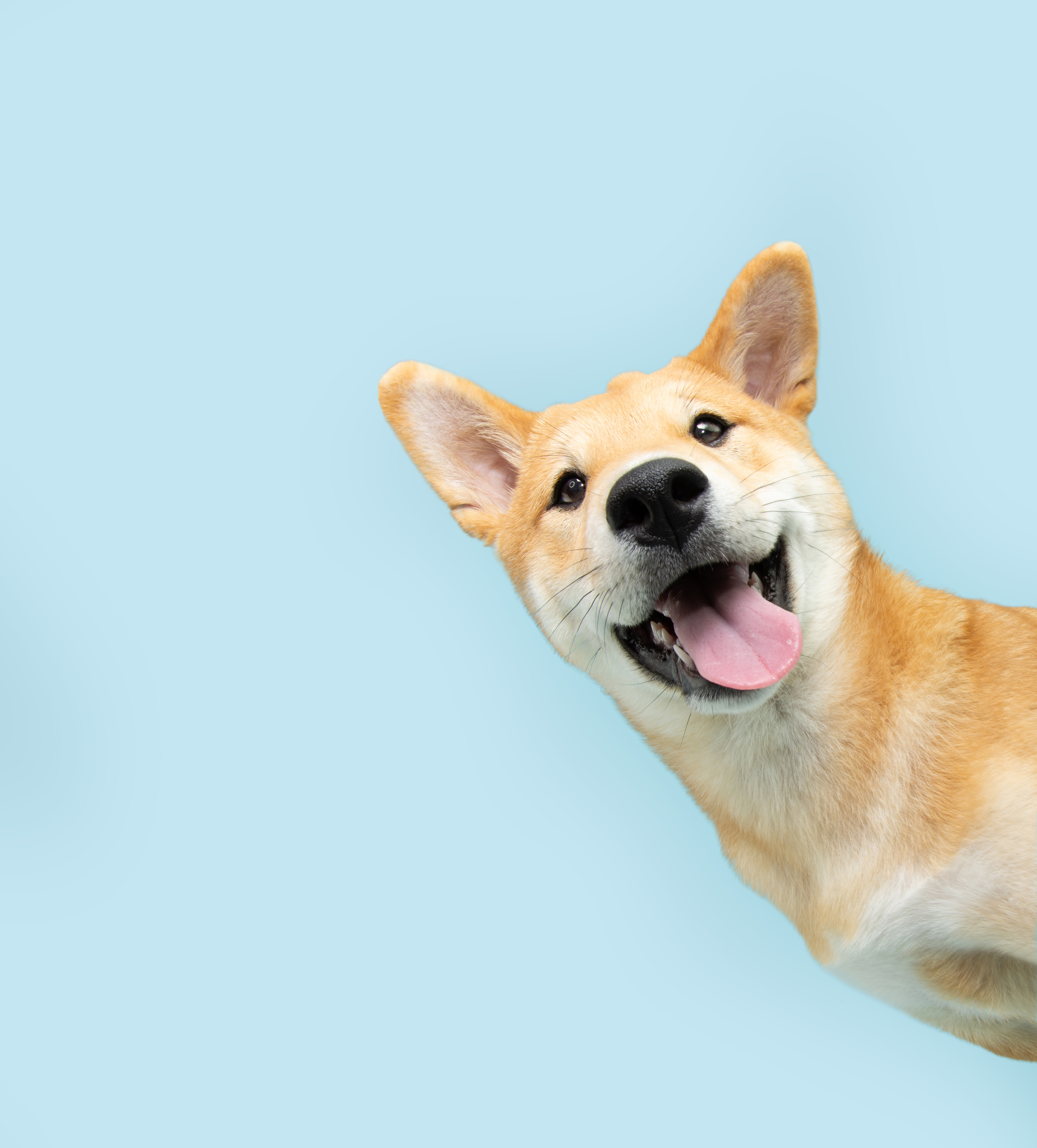 A smiley dog on a pale blue background