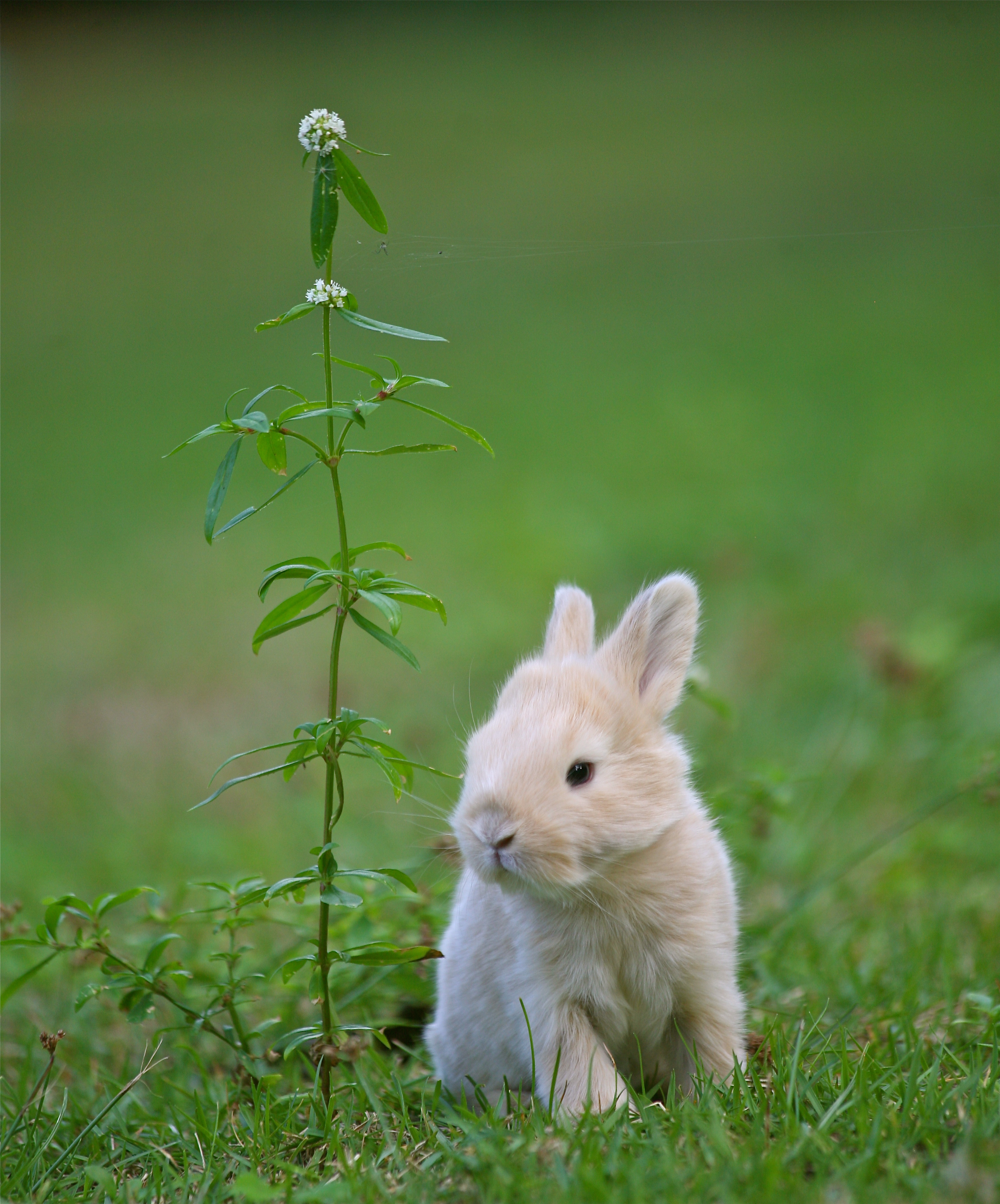 A small cream colored bunny next to a plant.