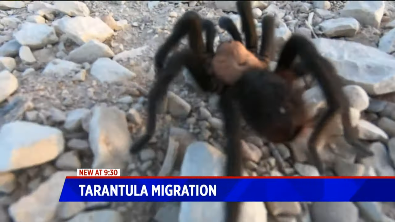 closeup of a large tarantula