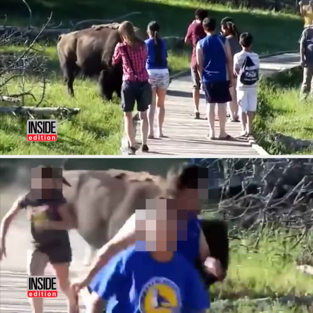group of people approaching a buffalo and then getting attacked by it