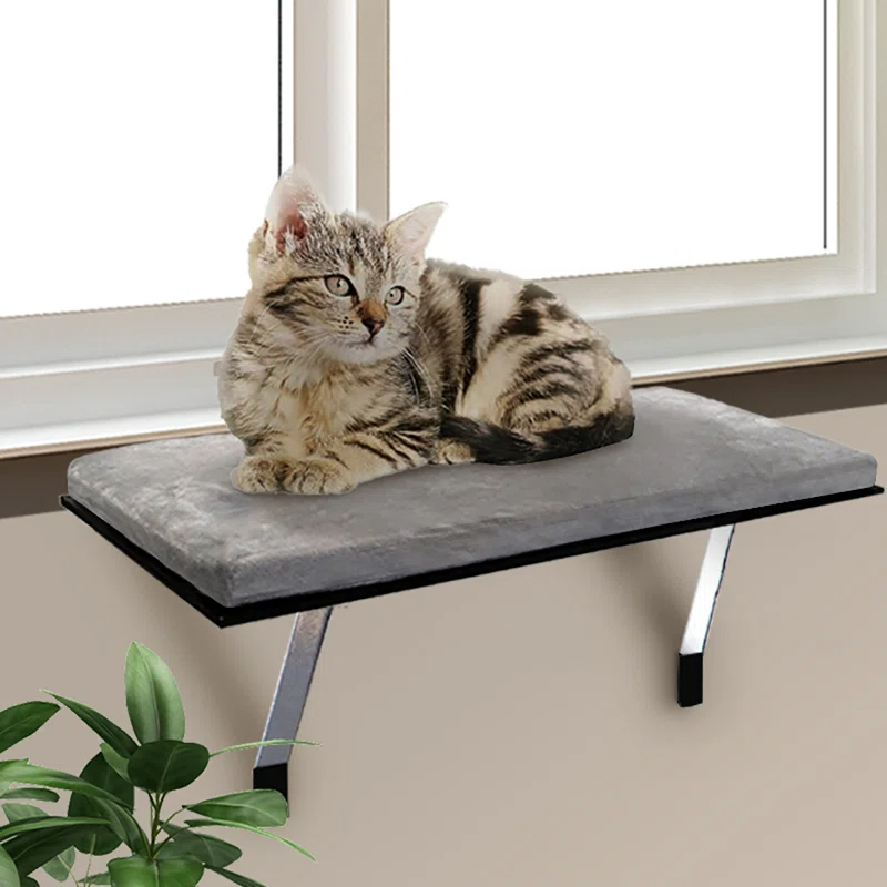 a cat on the mat mounted in front of a window