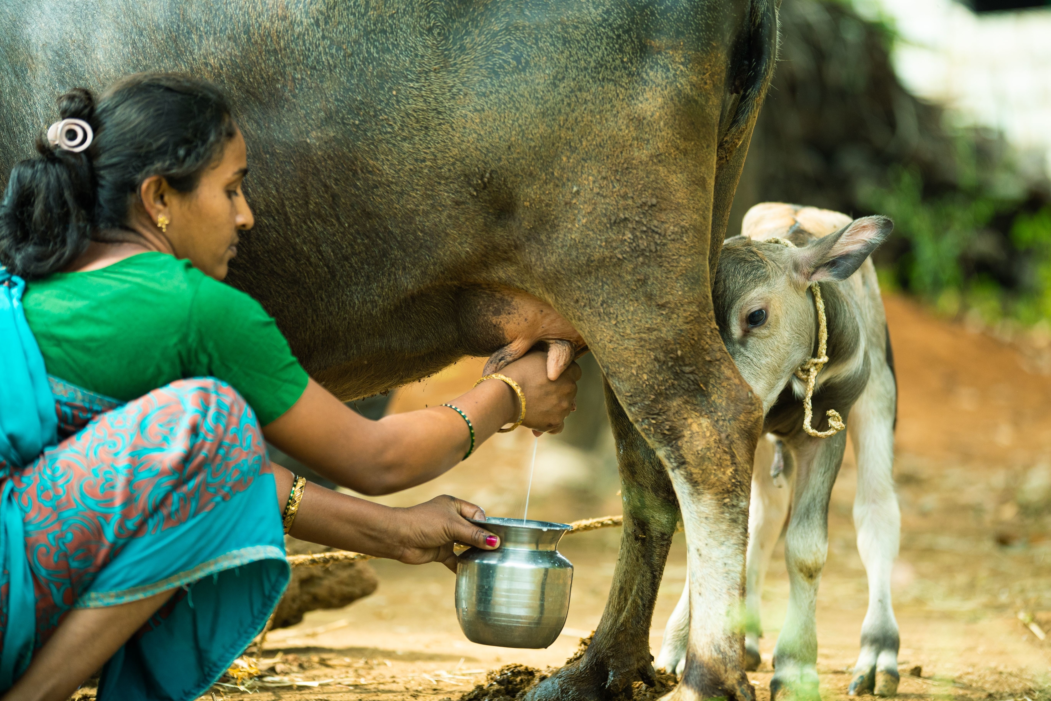 A woman milking a cow