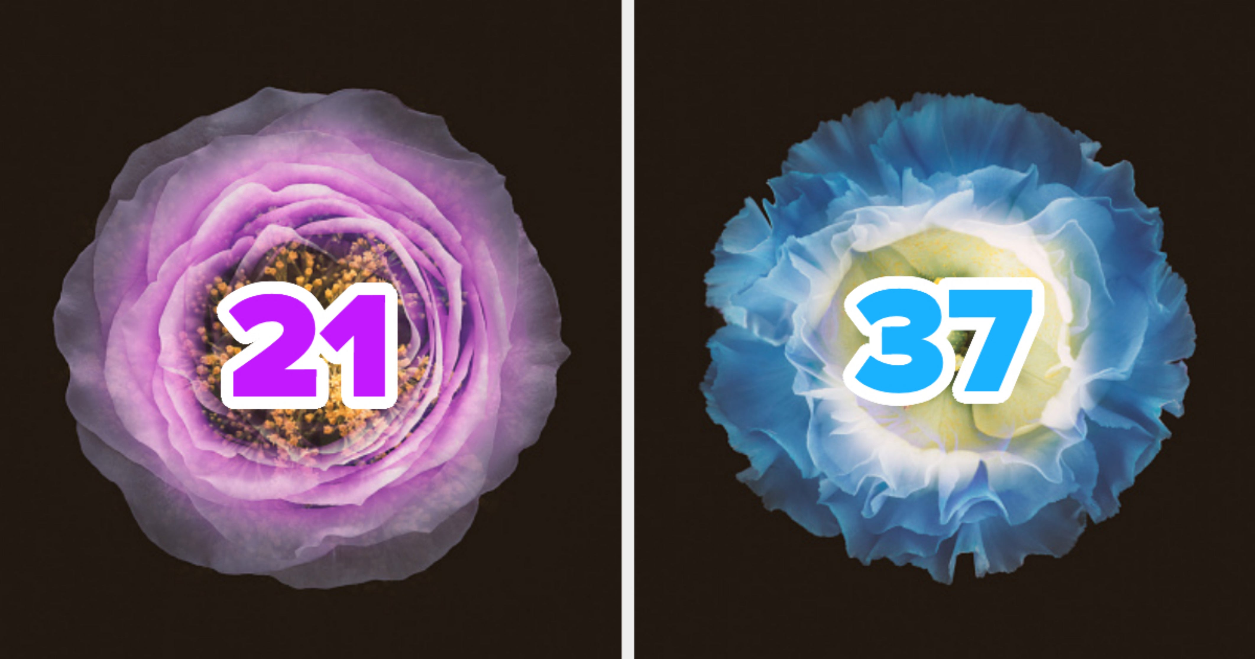 Can I Guess Your Age? Flowers Quiz