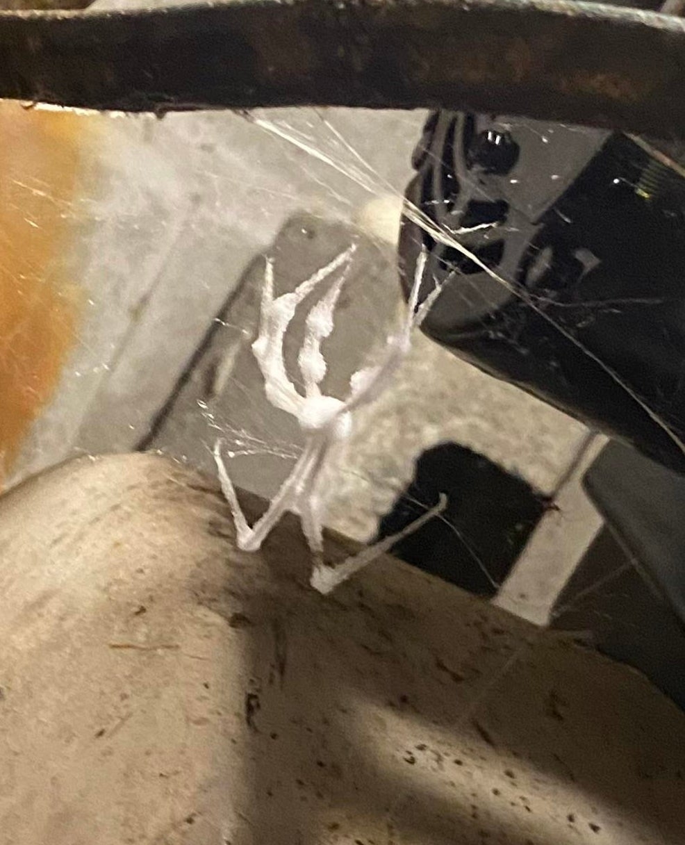 large spider in its web that looks covered in a white paste