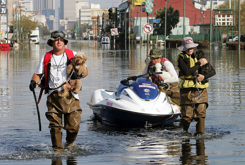 rescuers carrying dogs as they walk in water