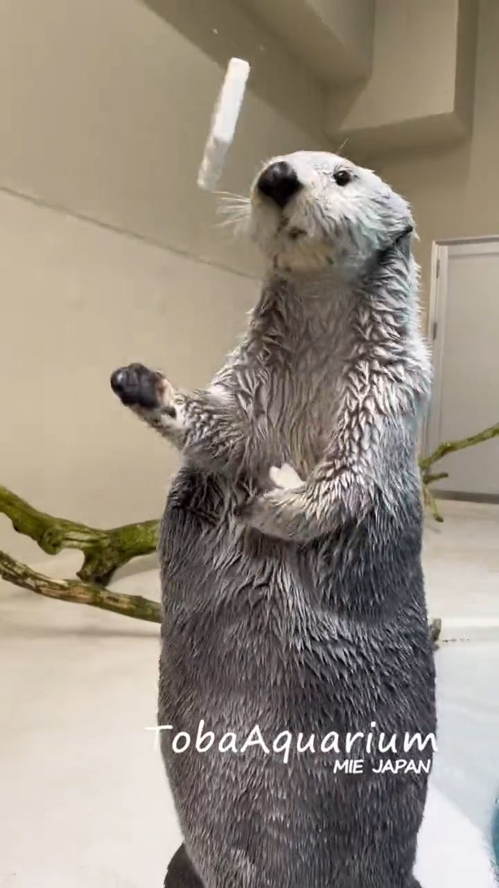 まだまだ入るよぉ～！」キャッチしたおもちゃを次々ポケットに…鳥羽