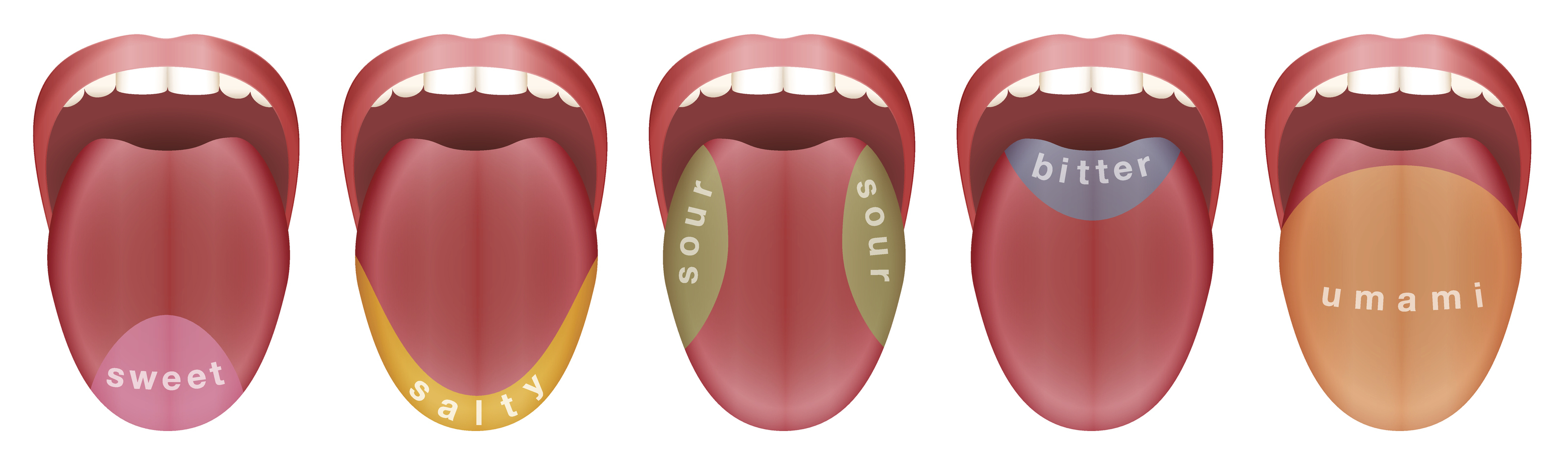 Five illustrations showing, sweet, salty, sour, bitter, and umami sections of the tongue