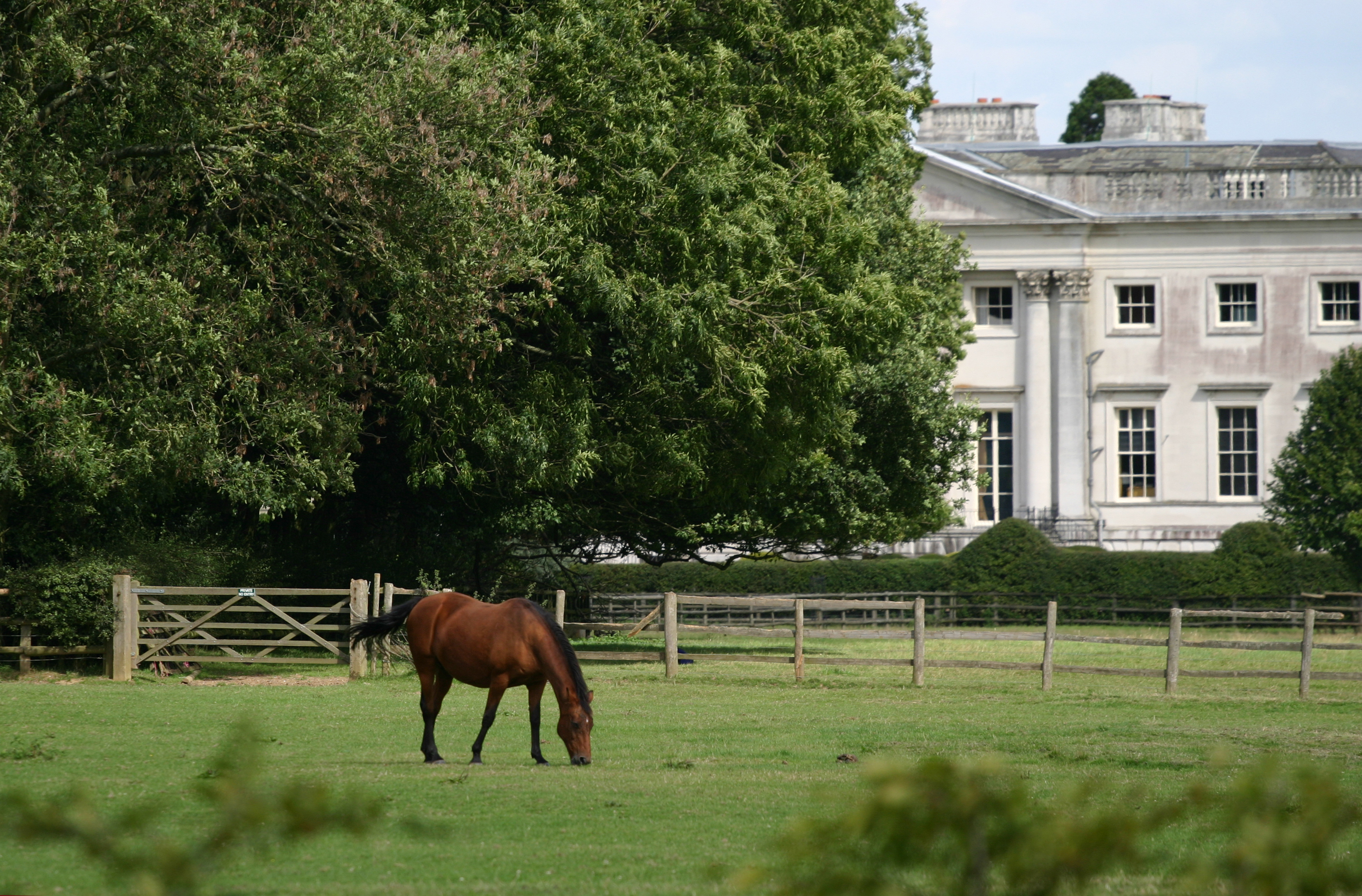A horse in a pasture near a mansion