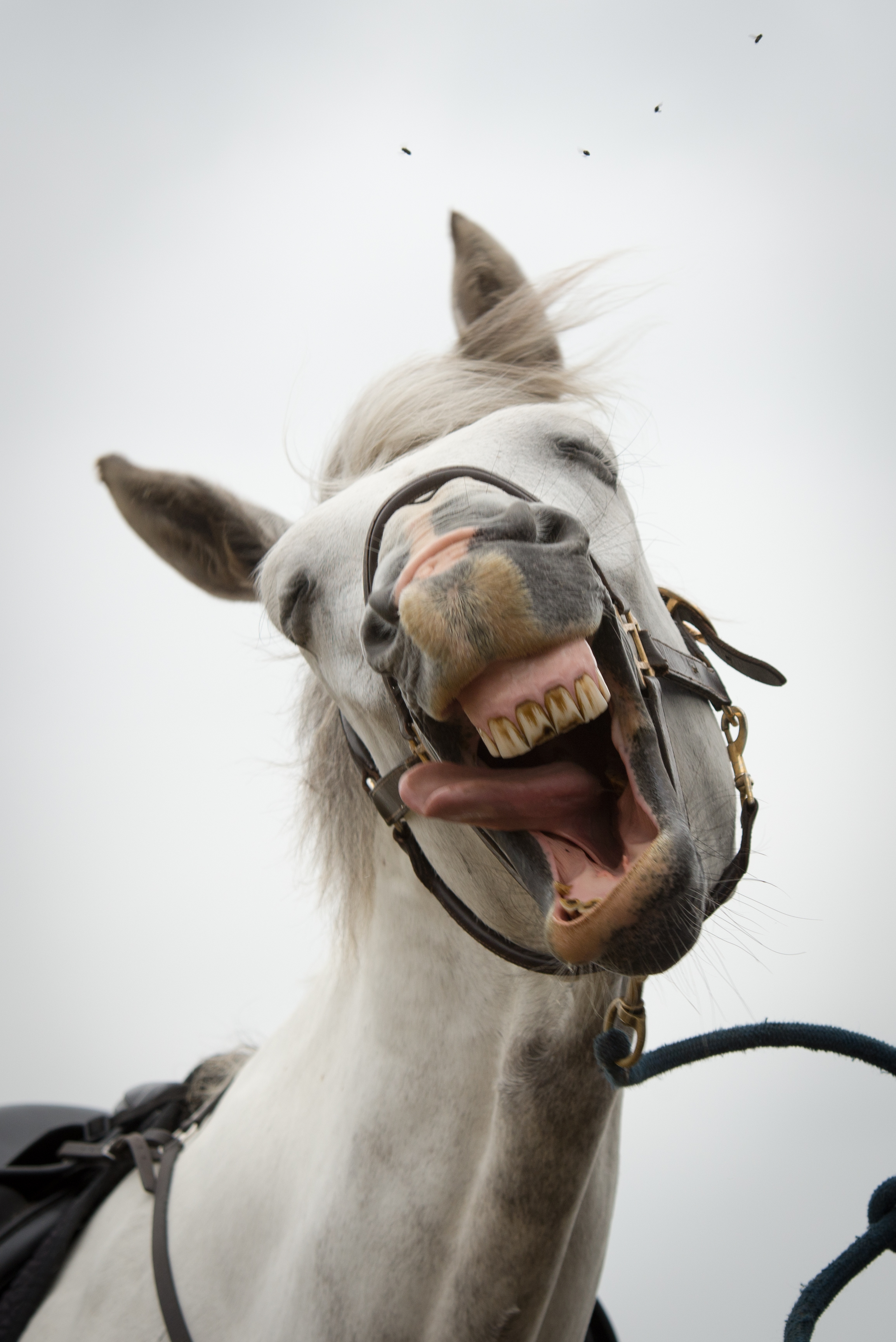 Closeup of a horse with its mouth open