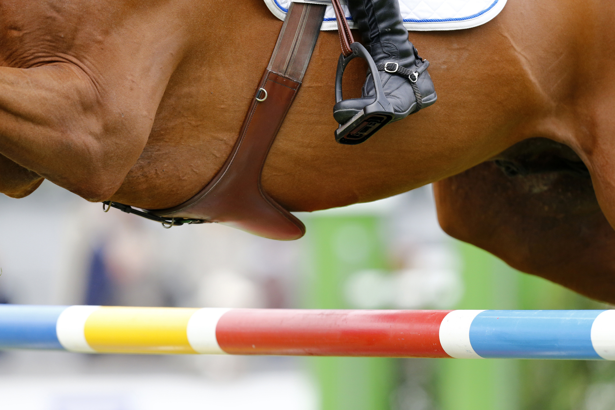Closeup of a horse jumping a beam