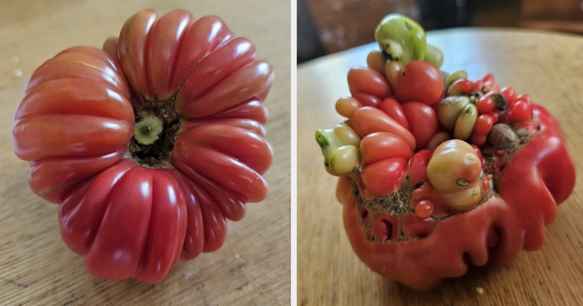 A mutated tomato