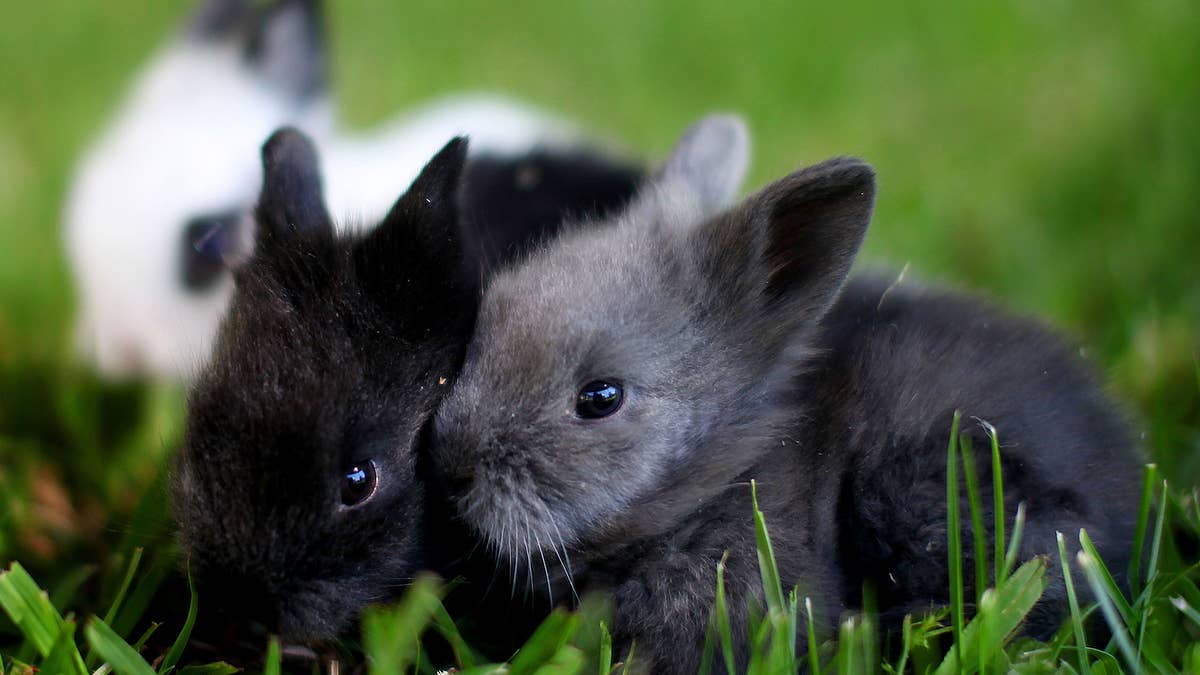 The lionhead rabbits found themselves on the streets after a breeder illegally let them go two years ago.