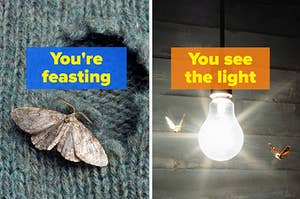 Moth on wool, moth at a lightbulb