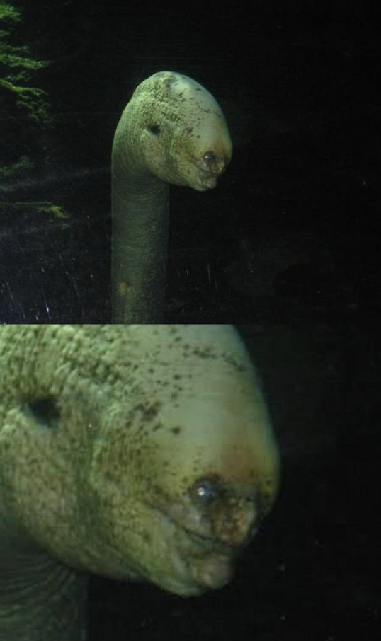 What looks like a bit like a. scary human face on an underwater eel
