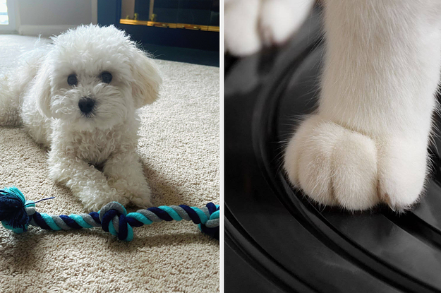 Two images of dogs with pet products