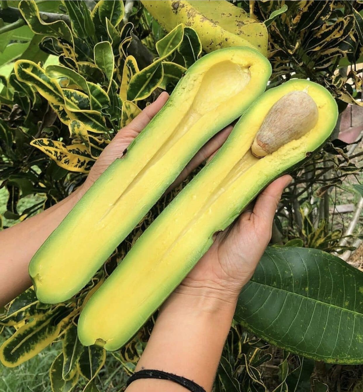 A person holding extremely elongated, ripe avocado halves with the seed at the top of one half