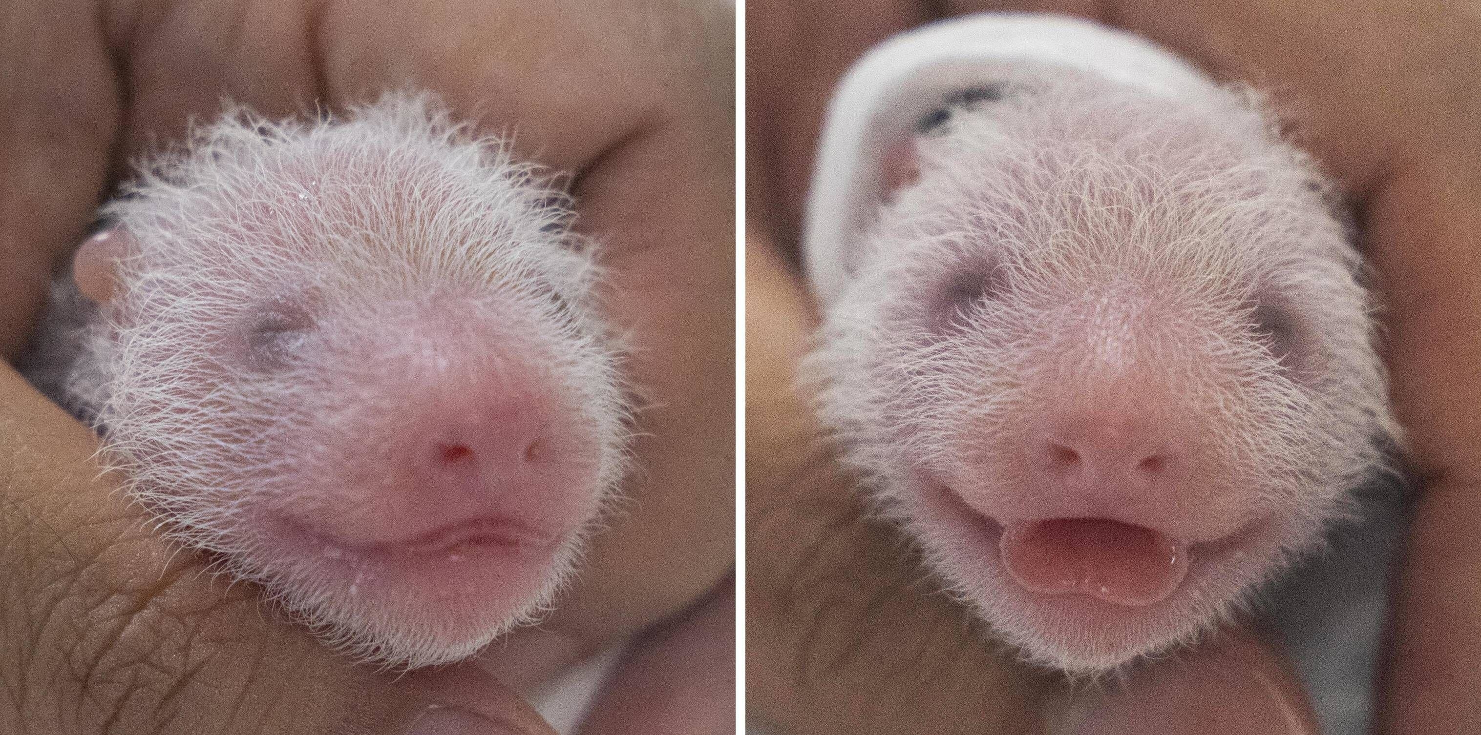 Close-up of their tiny faces, with tiny hairs visible and a little tongue