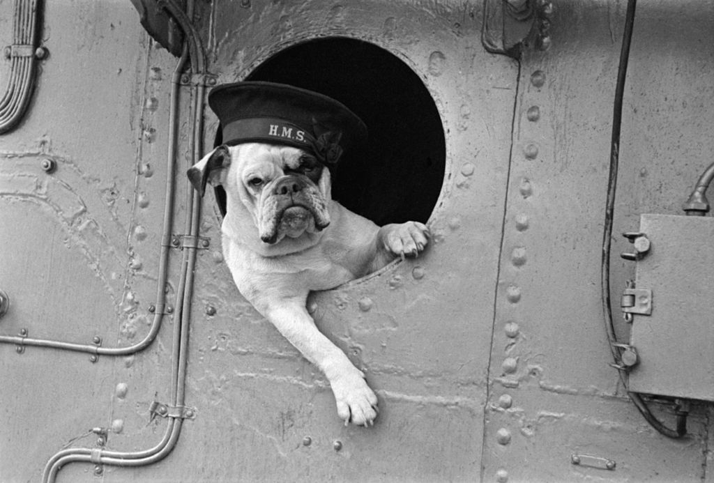 A bulldog leaning out of a ship porthole and wearing an HMS hat