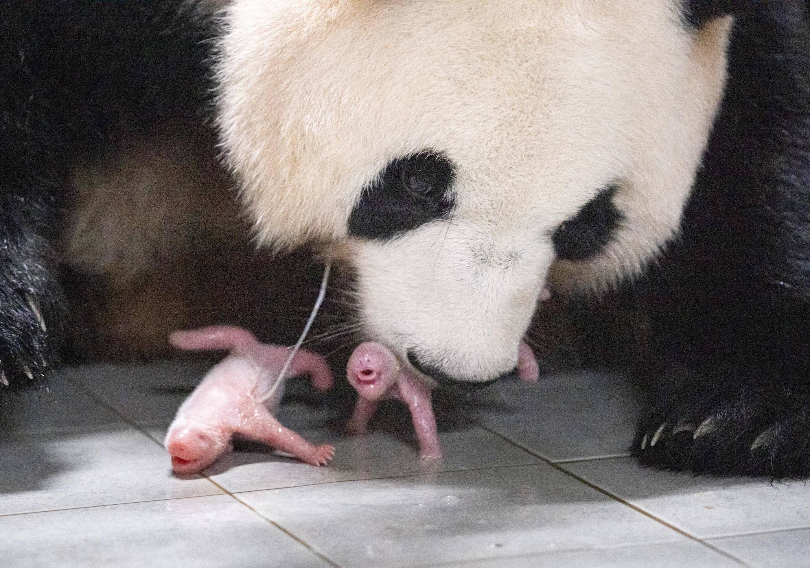 Two tiny hairless, pink babies on the floor in front of a giant panda, whose face is many times bigger than both of them