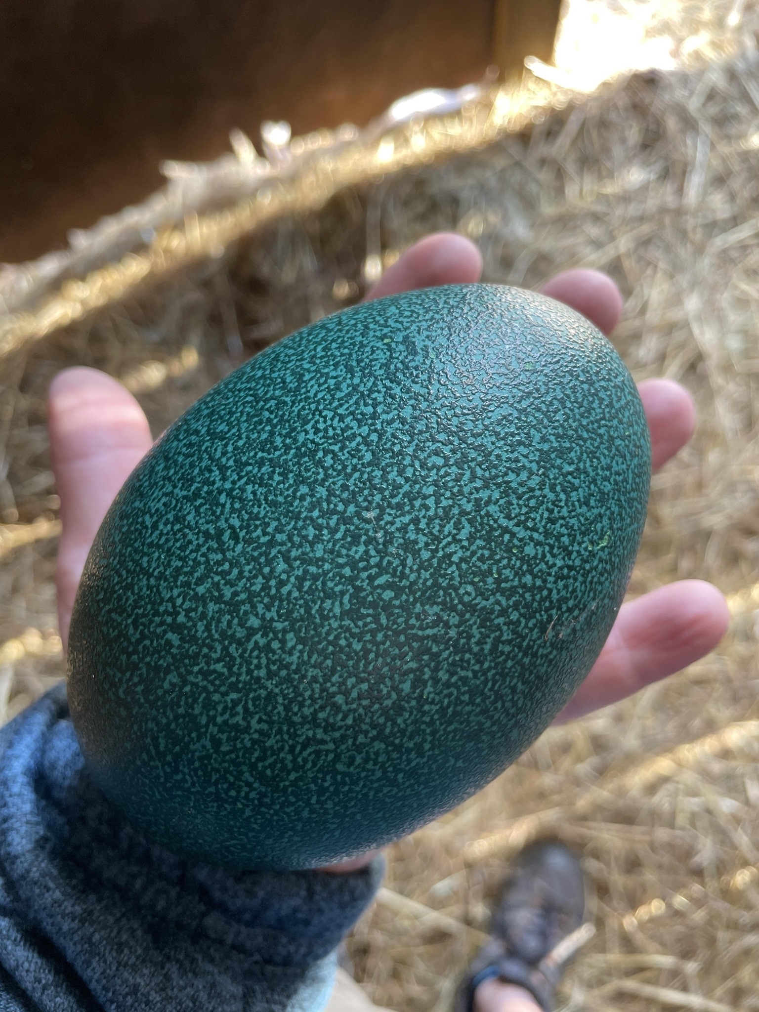 A huge blue speckled egg held in a hand