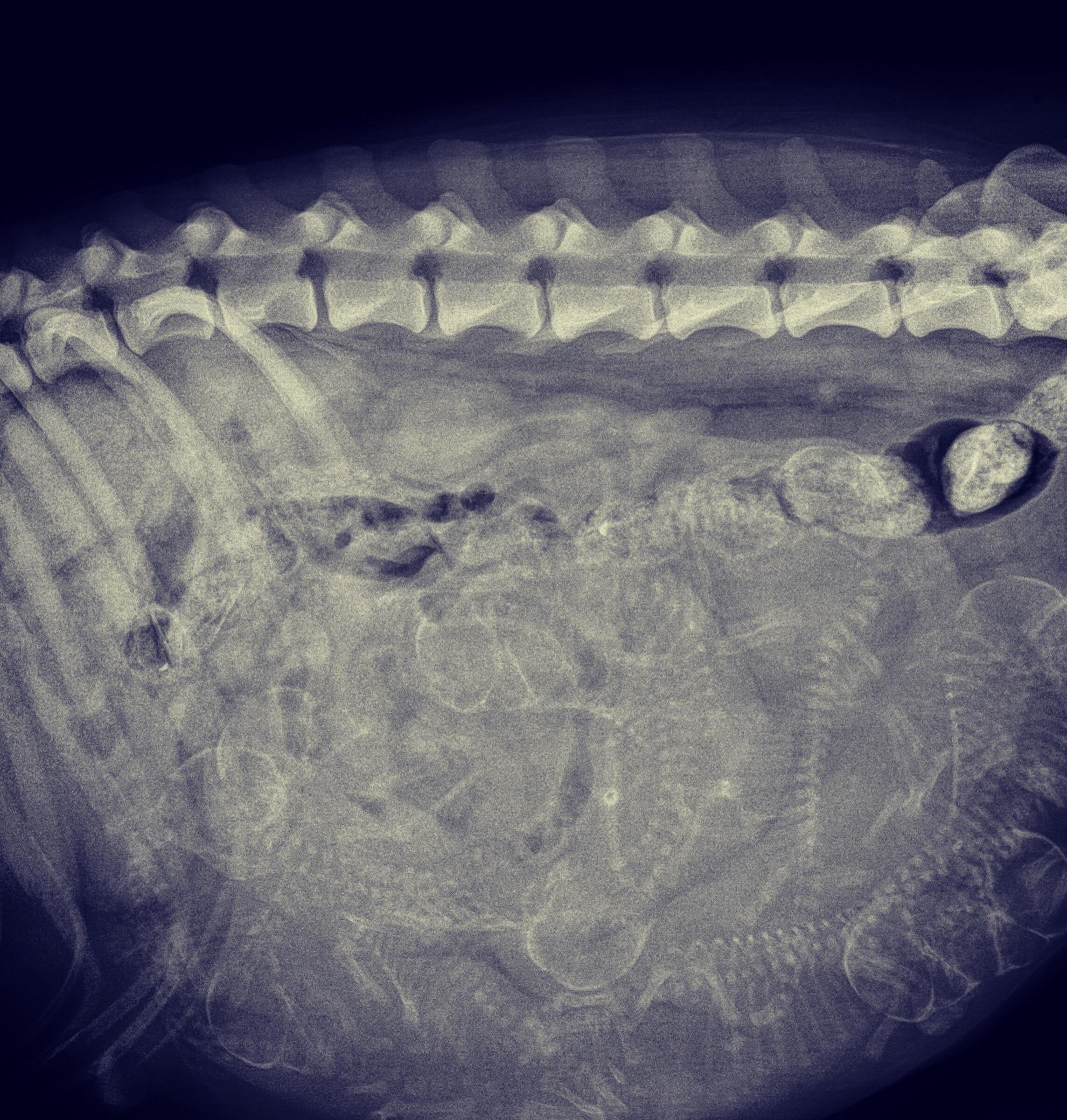 A mass of dog skeletons visible in the dog&#x27;s torso